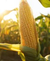Imagem de um cultivo de milho