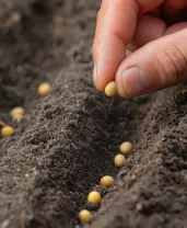 Imagem de um cultivo de soja