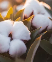 Imagem de um cultivo de algodão